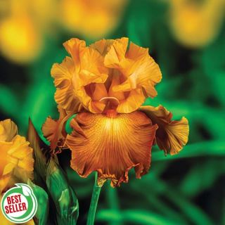 Lovely Senorita Iris Thumbnail